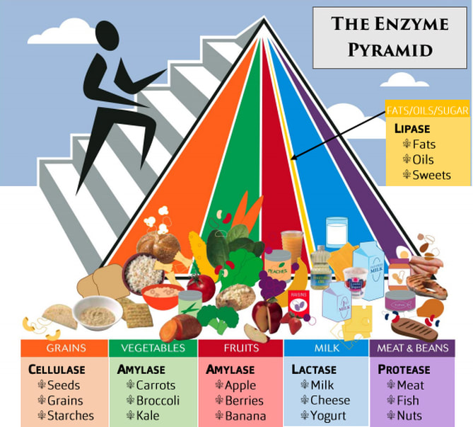 The Enzyme Pyramid. Buy whole-food, plant based enzymes at DiscoverCellularHealth.com