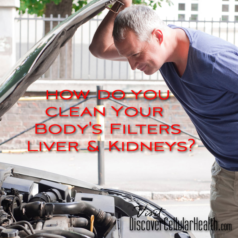 Your Body's Filters - Liver & Kidneys